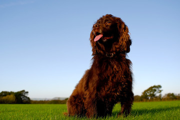 Cocker