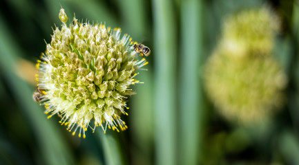 White flower and a bee close up photography. Macro photo with insect isolated. Photography flower and honeybee details.