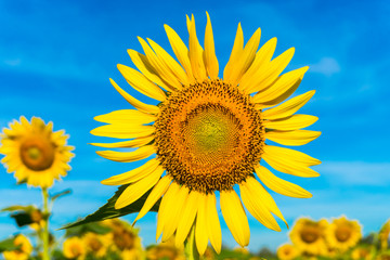 Sunflower with a sky background.
