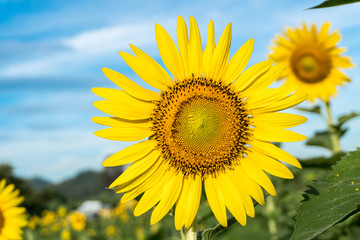 Fototapeta premium Sunflower with a sky background.