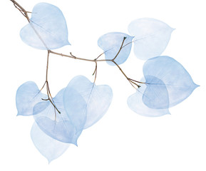 small tree branch with nine blue dried leaves