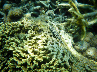 Unterwasseraufnahmen: kleiner getarnter Fisch in Anemonen und Korallen in Nosy Komba / Madagaskar