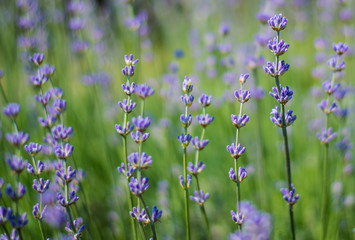 Purple flower and close up photography. Macro photo of a purple flowers with shallow depth of field. Lavender meadow field.