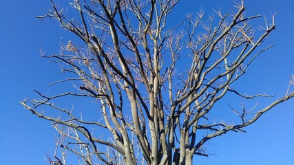 naked tree branches on a blue sky background