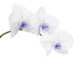 isolated branch with three light blue orchid blooms