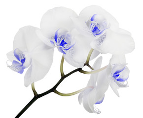 Fototapeta na wymiar orchid blooms with blue spotted center on branch