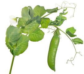 pea stem with green pod and thinl curls © Alexander Potapov