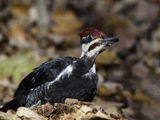 Male Pileated Woodpecker Close-Up portrait in Fall