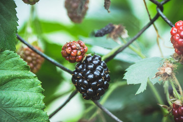 Blackberry plant with berries in the garden. Selective focus.