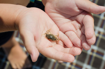 Little sea crab in children's hands