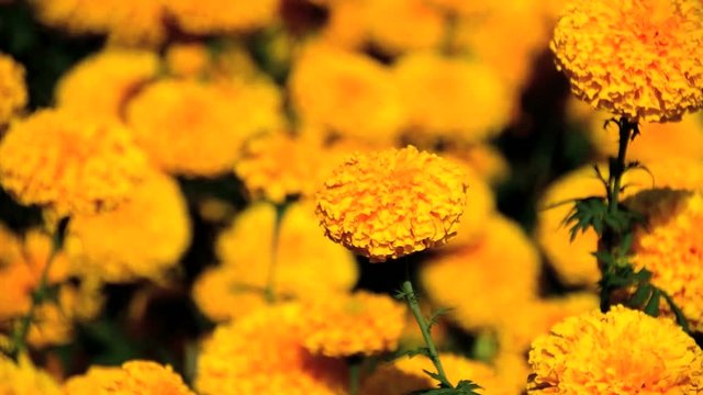 Yellow Marigold flowers - (Tagetes erecta, Mexican marigold, Aztec marigold, African marigold)
