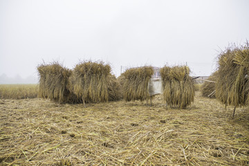 pile of dry rice straw shine up before processing for rice grain in the misty field