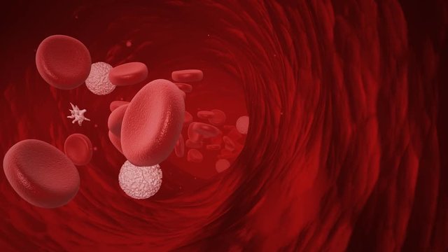 Blood cells traveling in vein, including white cells and platelets