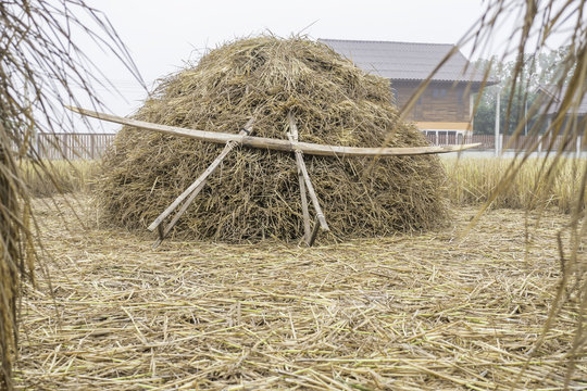 pile of dry rice straw and local wood tool shine up before processing for rice grain in the misty field