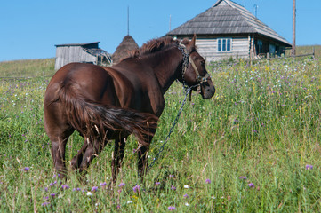 Stallion is grazing off the grass in a village