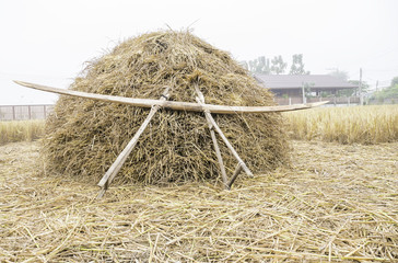pile of dry rice straw and local wood tool shine up before processing for rice grain in the misty field