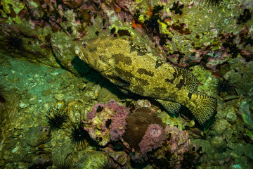 Malabar grouper