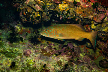 Malabar grouper