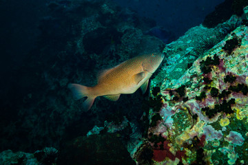 Fototapeta premium Malabar grouper