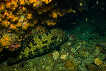 Malabar grouper
