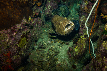 Malabar grouper