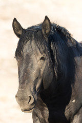 Wild Horse Portrait