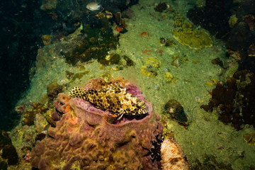 Malabar grouper