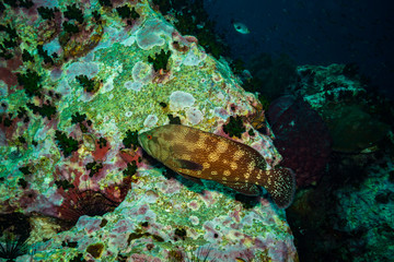 Malabar grouper