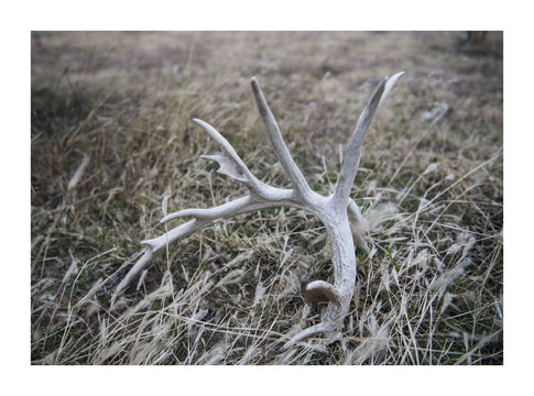 Antler in the grass