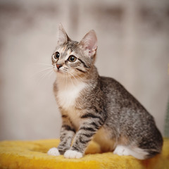 The young striped cat with brown eyes sits