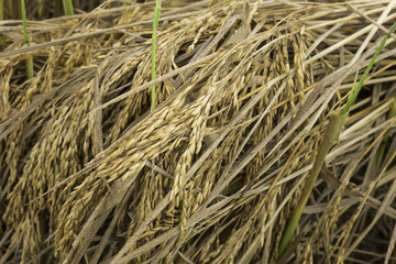 fresh rice spike and grain in the field waiting for collecting process