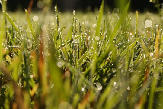 Close up of fresh thick grass with water drops in the early morning.