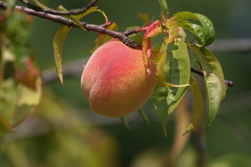 Pfirsichbaum