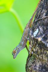 Gecko
