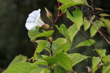 Bindweed (Convolvulus arvensis)