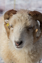 Schafe und Lämmer in einer Winterlandschaft