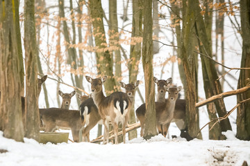 Roe deers in forest at winter