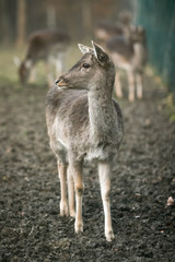 Roe deers in captivity