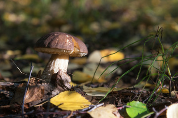 edible brown boletus in autumn forest