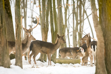 Roe deers in forest at winter