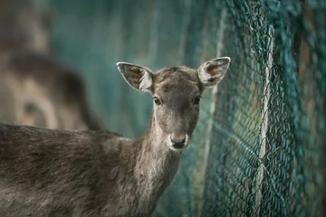 Peel and stick wall murals Roe Roe deer in captivity