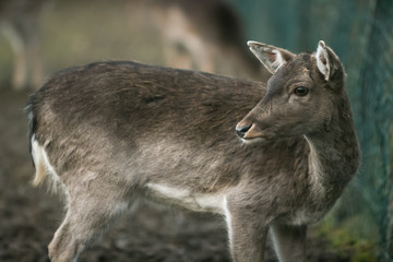 Naklejka na ściany i meble Roe deer in captivity