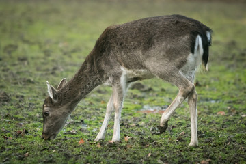 Naklejka na ściany i meble Roe deer in nature