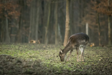 Naklejka na ściany i meble Roe deer in nature