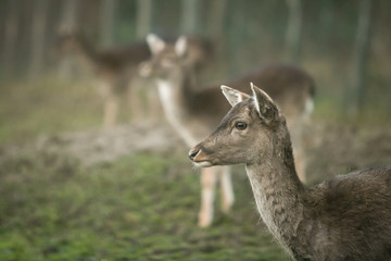 Roe deers in nature