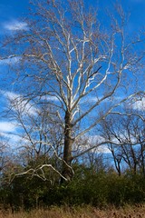 The bare tree in the forest with the clouds and sky in the background.