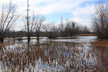 The swampy marsh area of the park on a sunny autumn day. 