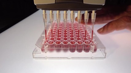 DNA analysis: loading reaction mixture into 96-well plate with multichannel pipette