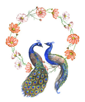 Hand drawn watercolor couple of peacocks on the floral wreath isolated on the white background