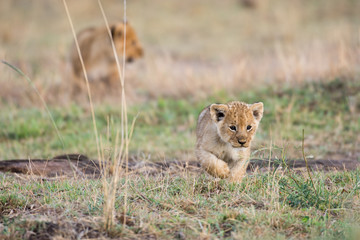 Naklejka premium African lion cub
